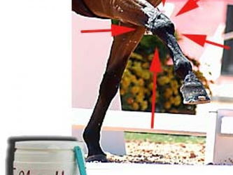 Pour les articulations votre cheval GlucoHorse Lille Nord