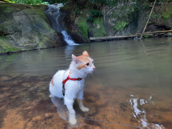 SIMBA
