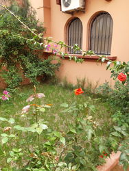 Jardin avant de villa