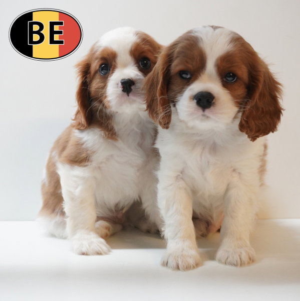 Cavalier Mâle