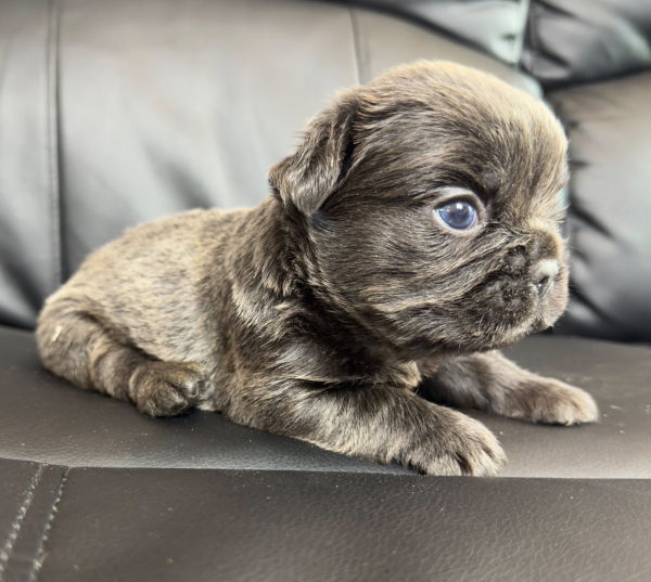 bouledogue francais fluffy disponible