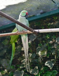 Perruche turquoise