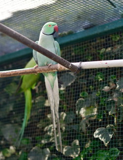 Perruche turquoise