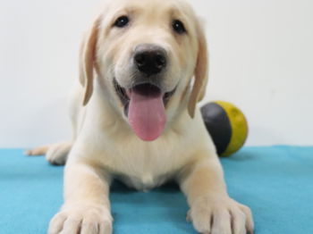 Annonce Chiots Labrador blonds Bruxelles Belgique