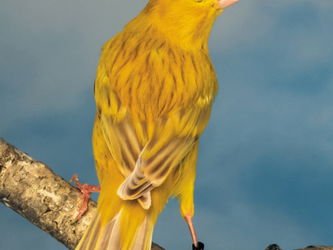Canari