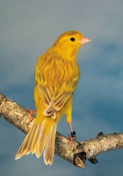 Canari