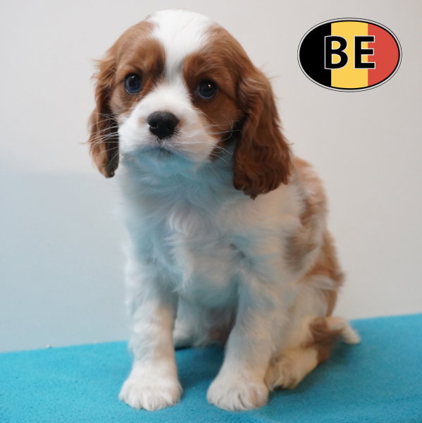 Cavalier Mâle