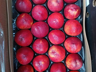 nectarine