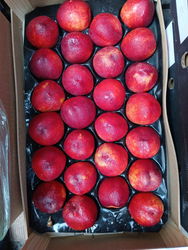 nectarine