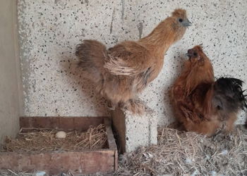 Nègre soie poulet d&#039;ornement Dakar Sénégal