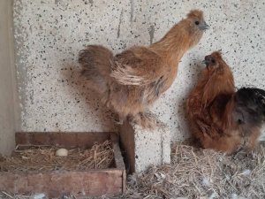 Nègre soie poulet d&#039;ornement Dakar Sénégal