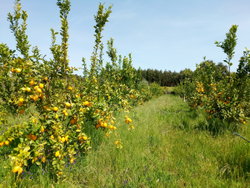 Citroniers