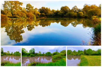 Vue de l'étang (automne et printemps)