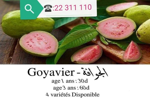 Plante goyavier guava tunis Ariana Tunisie