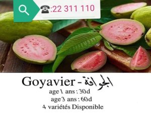Plante goyavier guava tunis Ariana Tunisie