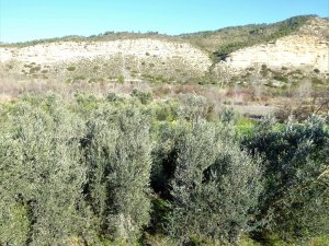 Annonce Vente terrain in nonaspe aragon 0868 Saragosse Espagne