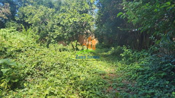Vente Terrain 1 400m² clôturé Malaza Andoharanofotsy Madagascar
