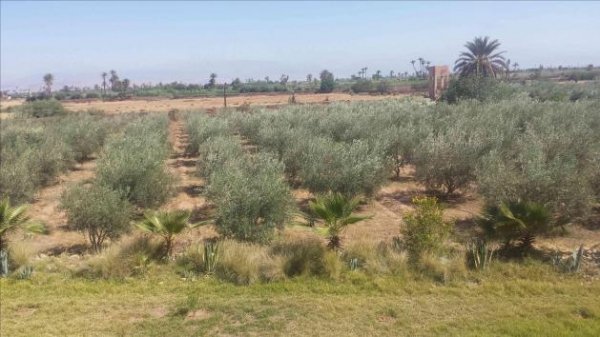 Vente Ferme agricole maison Route Fès km Marrakech Maroc