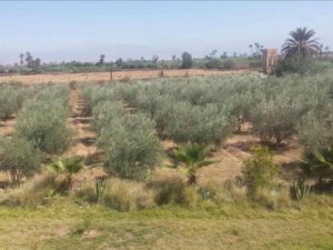 Vente Ferme agricole maison Route Fès km Marrakech Maroc