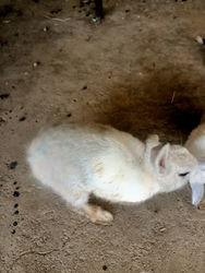 Lapin mâle race malagasy