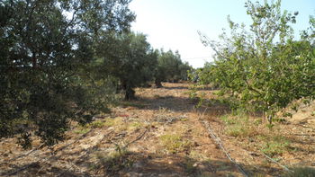 Vente Terrain l&#039;entrée Sidi Bouali Sousse Tunisie