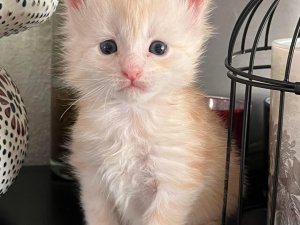 Chatons Maine coon mâles inscrits Loof Mangonville Meurthe et Moselle