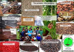 Paysans producteur dans la coopérative à Madagascar