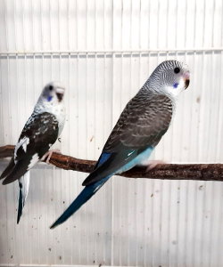 male blackwing bleu