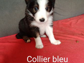 mâle collier bleu