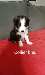 mâle collier bleu