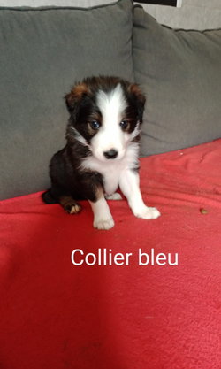 mâle collier bleu