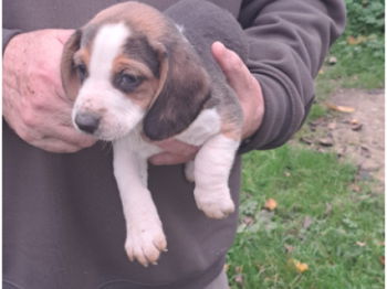 Annonce chiots beagle Liège Belgique