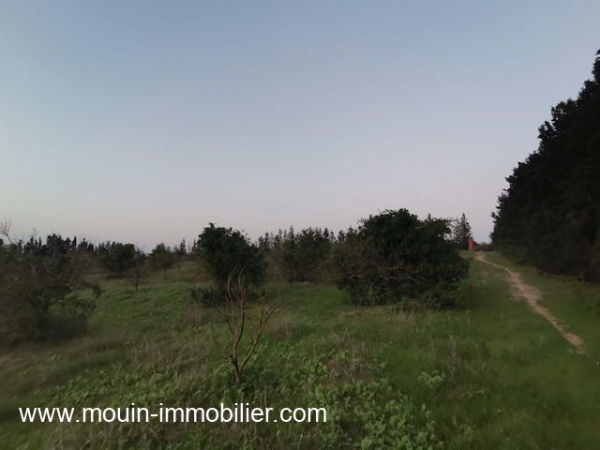 terrain