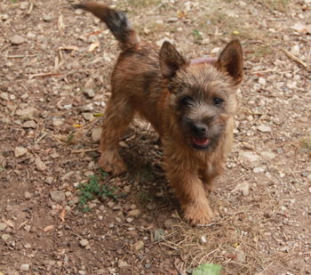 Annonce Chiot Cairn Terrier Nîmes Gard