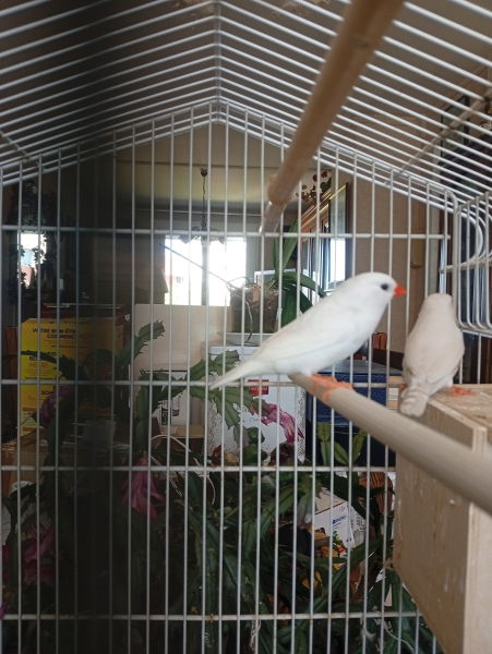 couple mandarins blancs