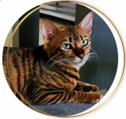 Superbe Toyger LOF à adopter