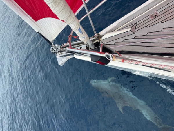 Même les dauphins s'en mêlent