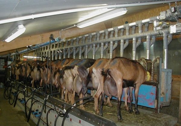 Recherche 1 emploi élevage chèvres Montat Lot