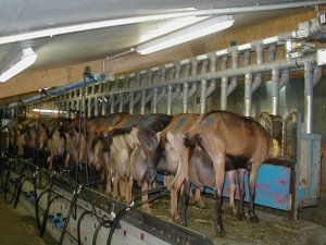 Recherche 1 emploi élevage chèvres Montat Lot