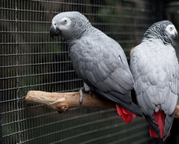 Annonce Jeunes perroquets Gris Gabon EAM réserver Brest Finistère