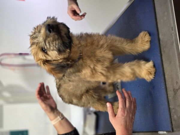 Ygreck chez le vétérinaire