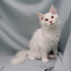Maine Coon Splendides chatons Bruxelles Belgique