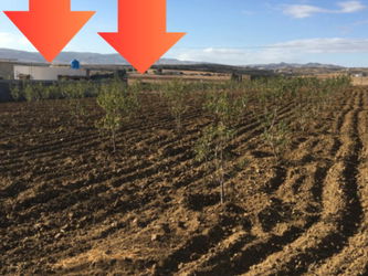 Vente Terrain Morneg ksibi 60TDN&amp;gt &amp;gt m2 Tunis Tunisie