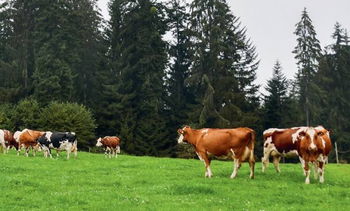 Vente ferme agricole Bruxelles Belgique
