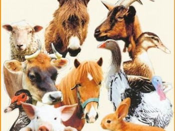 vente d&#039;animaux ferme Baie-Mahault Guadeloupe