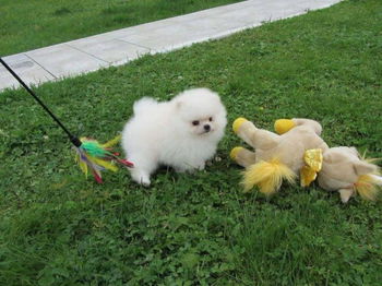 Annonce 3 chiots Race Spitz Allemand excellente ligné Angoustrine-Villeneuve-des-Escaldes