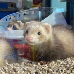 Furet