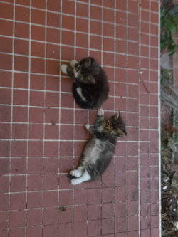 chatons