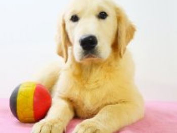 Annonce Golden Retriever Splendides chiots Bruxelles Belgique