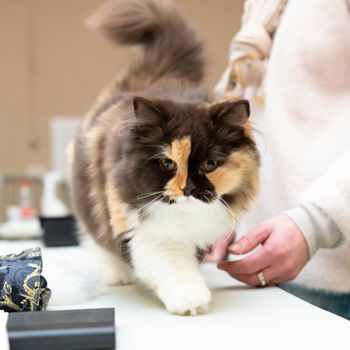 Annonce exposition internationale feline Dabo Moselle